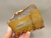 Petrified Wood Polished Slab Rock Grassy Mountain Oregon #O108