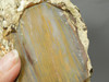 Petrified Wood Polished Slab Rock Grassy Mountain Oregon #O108