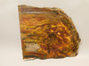Petrified Wood Polished Round Saddle Mountain Washington #O135-20