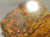 Petrified Wood Polished Round Saddle Mountain Washington #O135-20
