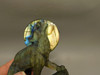 Howling Wolf Moon Figurine Labradorite 3.7 inch Coyote Carving #O302