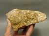 Spotted Fawn Stone or Tigilitis Lapidary Rough Rock #O2
