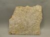Coquina Jasper Lapidary Rough Rock Fossil Shells Cabbing #O10