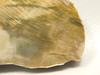 Petrified Wood Polished Slab Rock Florissant Colorado #O125