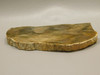 Petrified Wood Polished Slab Rock Florissant Colorado #O125