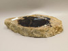 Eden Valley Petrified Wood Wyoming Polished Round #O132-16