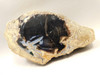 Eden Valley Petrified Wood Wyoming Polished Round #O132-16