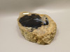 Eden Valley Petrified Wood Wyoming Polished Round #O132-16