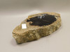 Eden Valley Petrified Wood Wyoming Polished Round #O132-16