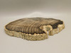 Petrified Wood Polished Round Slab Salmon River Idaho #130A