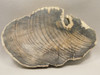 Petrified Wood Polished Round Slab Salmon River Idaho #130A