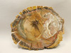 Petrified Wood Round With Fungus Polished Circle Cliffs Utah #Ox141-12