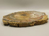 Petrified Wood Round With Fungus Polished Circle Cliffs Utah #Ox141-12