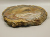 Petrified Wood Round With Fungus Polished Circle Cliffs Utah #Ox141-12
