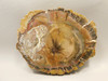 Petrified Wood Round With Fungus Polished Circle Cliffs Utah #Ox141-12
