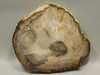 Petrified Wood Polished Rock 5 inch Round Nevada #O194-39