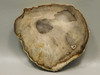 Petrified Wood Polished Rock 5 inch Round Nevada #O194-39