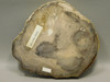 Petrified Wood Polished Rock 5 inch Round Nevada #O194-39