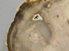 Petrified Wood Polished Rock 5 inch Round Nevada #O194-39