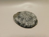 Chrysanthemum Stone 3 inch Palm Worry Stone Natural Rock #O10