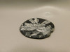 Chrysanthemum Stone 2.65 inch Palm Worry Natural Rock #O22