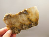 Graveyard Point Plume Agate Stone Slab Unpolished Rock Oregon #O5