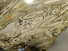 Petrified Palm Root Wood Polished Stone Slab Edison California #O9710