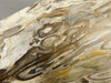 Petrified Palm Root Wood Polished Stone Slab Edison California #O9710