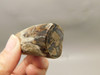 Petrified Wood Eden Valley Polished Limb Acrostichum #OA1