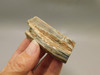 Petrified Wood Eden Valley Polished Limb Acrostichum #OA1