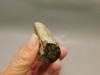 Petrified Wood Eden Valley Polished Limb Acrostichum #OA1