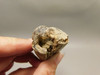 Petrified Wood Eden Valley Polished Limb Acrostichum #OA1