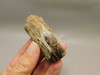 Petrified Wood Eden Valley Polished Limb Acrostichum #OA1