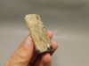 Petrified Wood Eden Valley Polished Limb Acrostichum #OA1