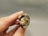 Petrified Wood Eden Valley Polished Limb Acrostichum #OA1