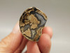 Petrified Wood Eden Valley Polished Limb Acrostichum #OA1