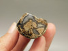 Petrified Wood Eden Valley Polished Limb Acrostichum #OA1