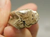 Petrified Wood Eden Valley Polished Limb Acrostichum #OA2