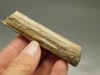 Petrified Wood Eden Valley Polished Limb Acrostichum #OA2