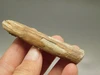 Petrified Wood Eden Valley Polished Limb Acrostichum #OA2