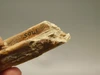Petrified Wood Eden Valley Polished Limb Acrostichum #OA2