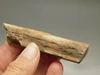 Petrified Wood Eden Valley Polished Limb Acrostichum #OA2