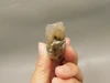 Petrified Wood Eden Valley Polished Limb Acrostichum #OA3