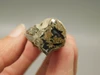Petrified Wood Eden Valley Polished Limb Acrostichum #OA3