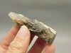 Petrified Wood Eden Valley Polished Limb Acrostichum #OA3