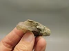 Petrified Wood Eden Valley Polished Limb Acrostichum #OA3