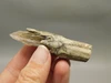 Petrified Wood Eden Valley Polished Limb Acrostichum #OA3