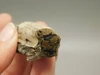 Petrified Wood Eden Valley Polished Limb Acrostichum #OA3