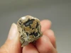 Petrified Wood Eden Valley Polished Limb Acrostichum #OA3