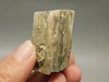 Petrified Wood Eden Valley Polished Limb Acrostichum #OA4